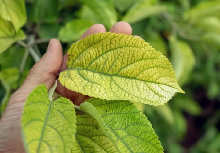 Mano che esamina foglie ingiallite, segno di carenze fogliari. La venatura è ben visibile.