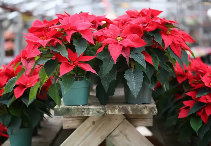 Fioriere di stelle di Natale rosse e verdi, pronte per essere portate a casa. Scopri come tenere la stella di Natale rigogliosa.