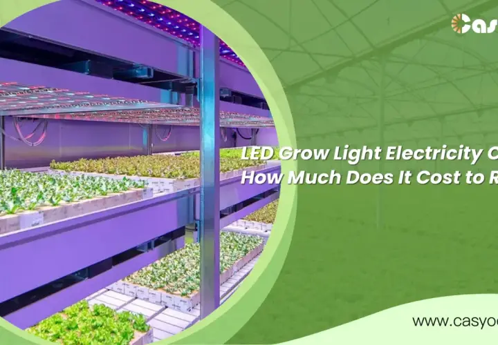Piante in grow box illuminate da LED viola e rossi. Scopri quanto consuma una grow box per ottimizzare la tua coltivazione.
