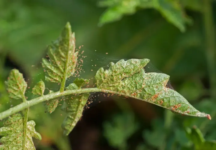 Close-up of a green plant leaf covered in tiny red mites and fine webbing.