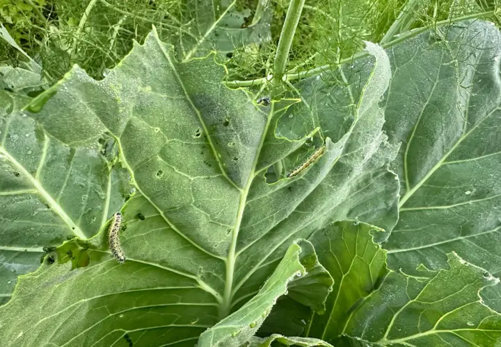 Bruchi su foglie mangiate. Si cercano rimedi naturali per proteggere il raccolto da questi insetti voraci.