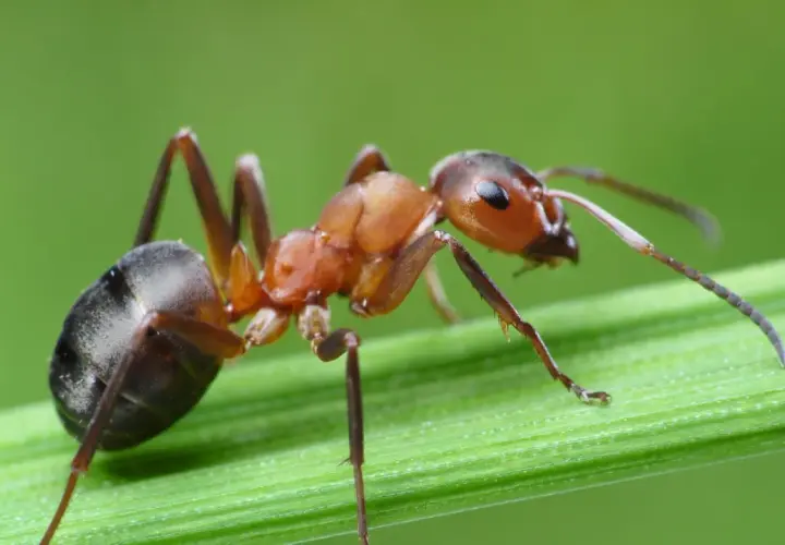 Formica rossa su filo d'erba. Se ti ritrovi con queste, ecco come eliminare le formiche.