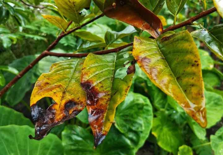 Foglie ingiallite e bruciate, segno di troppo ferro alle piante.