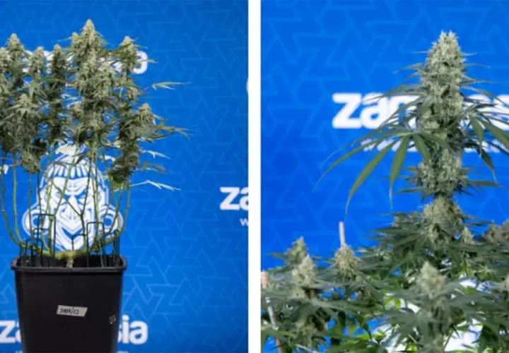 Piante di cannabis con cime rigogliose, risultato di tecniche di topping per massimizzare la resa.