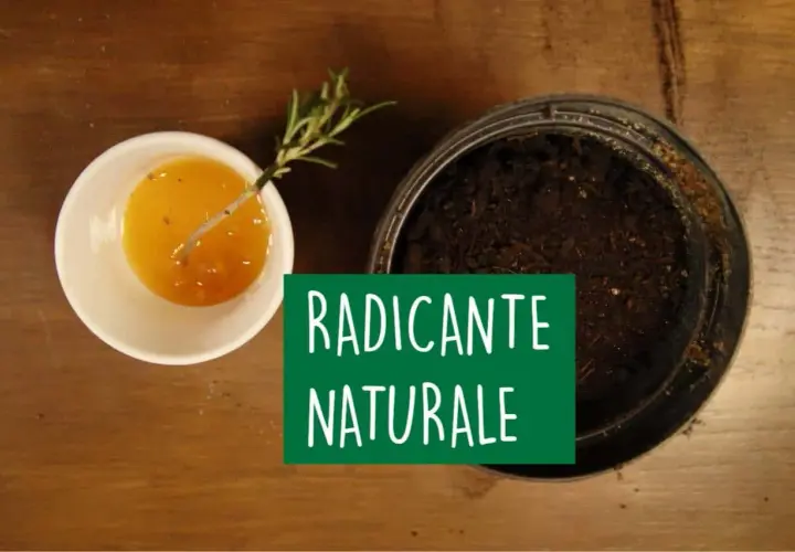 Un rametto di rosmarino immerso in un liquido dorato, pronto per essere piantato. Un radicante naturale per talee.