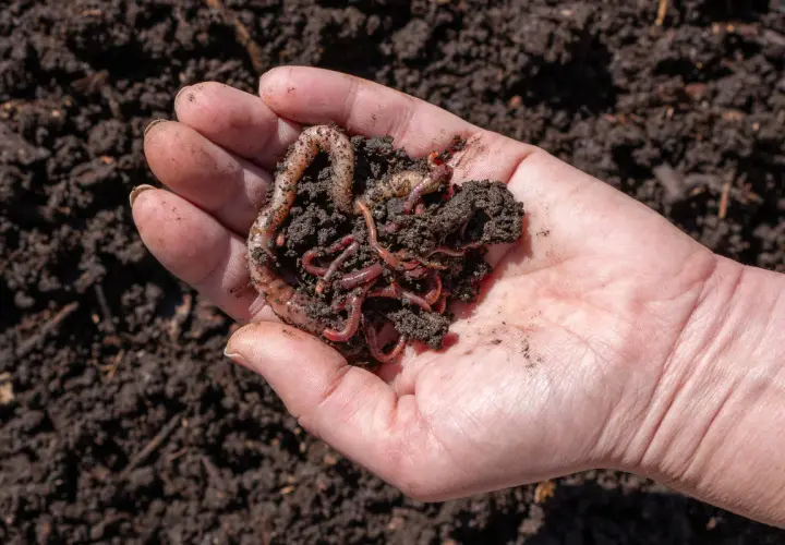 Mano che tiene un mucchietto di terra scura con vermi che si muovono, segno di fertile humus di lombrico.