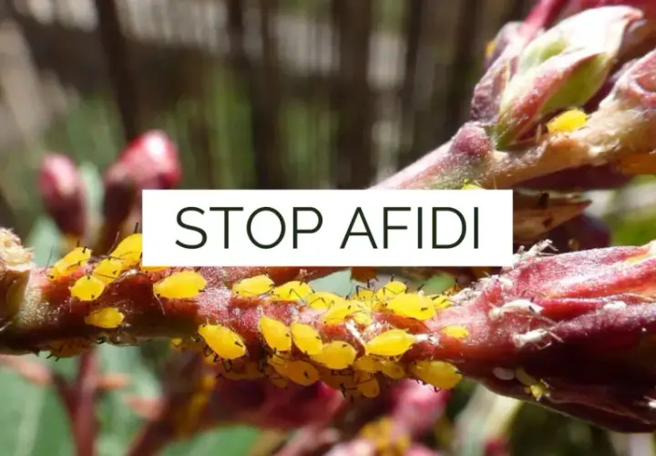 Un ramo di pianta infestato da afidi gialli e bianchi. È ora di eliminare afidi bianchi e i loro simili per salvare la vegetazione.