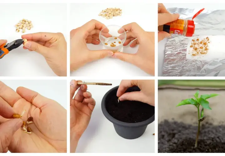 Passaggi per la germinazione dei semi: taglio, ammollo, trattamento, germogli in mano, semina in vaso e giovane piantina.