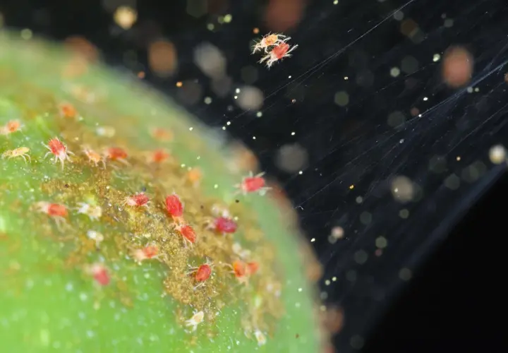 Un primo piano mostra un gruppo di minuscoli ragni rossi su una superficie verde, con fili di ragnatela che si estendono nell'oscurità.