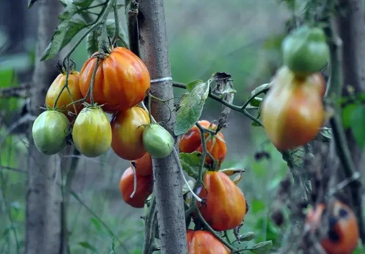 Pomodori acerbi e maturi su un ramo, alcuni con macchie scure, segno che queste piante che hanno bisogno di calcio non sono state nutrite a sufficienza.