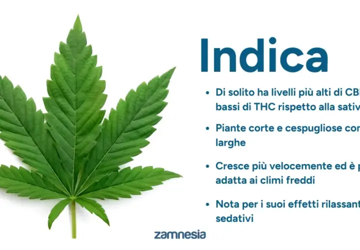 Foglia di canapa indiana, nota per i suoi effetti rilassanti e sedativi, con caratteristiche di crescita e composizione chimica.