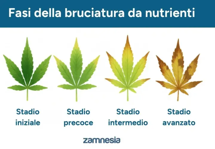 Fasi della bruciatura da nutrienti su foglie di canapa: da verde sano a macchie marroni, segno di eccesso di fertilizzante.