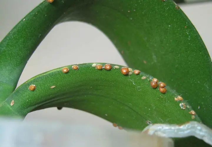 Foglie verdi di pianta con infestazione di cocciniglia a scudetto, piccoli insetti marroni a forma di scudo.