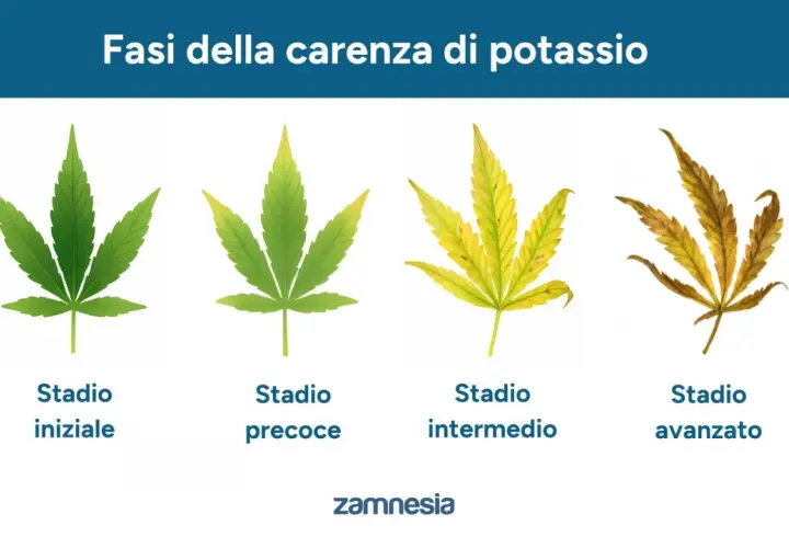 Fasi della carenza di potassio nelle piante: da foglie verdi a ingiallite e secche, mostrando a cosa serve il potassio per la loro salute.