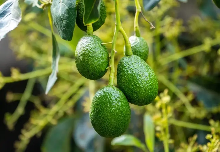 Frutti verdi e rugosi di avocado pendono da un ramo. La pianta di avocado è rigogliosa, con foglie e fiori sullo sfondo sfocato.