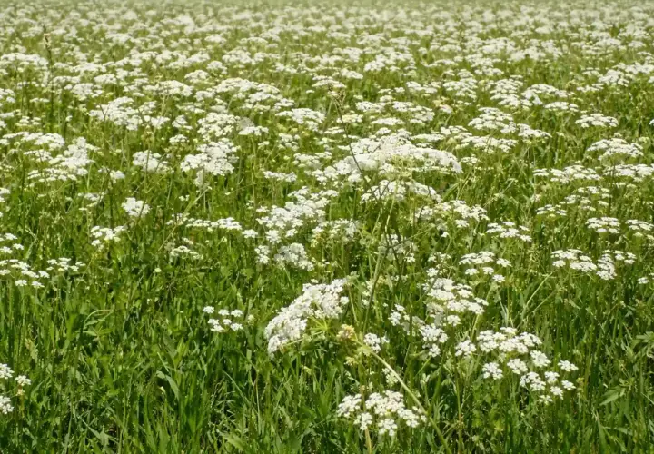 Un campo fiorito di cumino pianta, con piccoli fiori bianchi che si ergono su steli verdi e rigogliosi.
