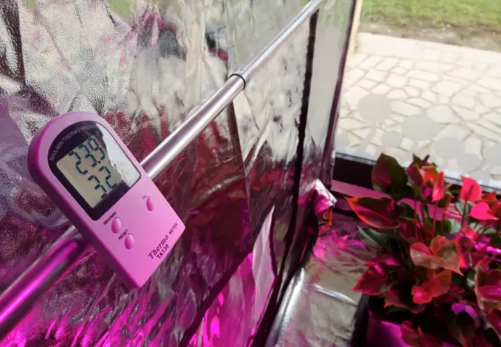 Termometro rosa mostra 23.9°C e 32% umidità, ideale per la crescita di autofiorenti.
