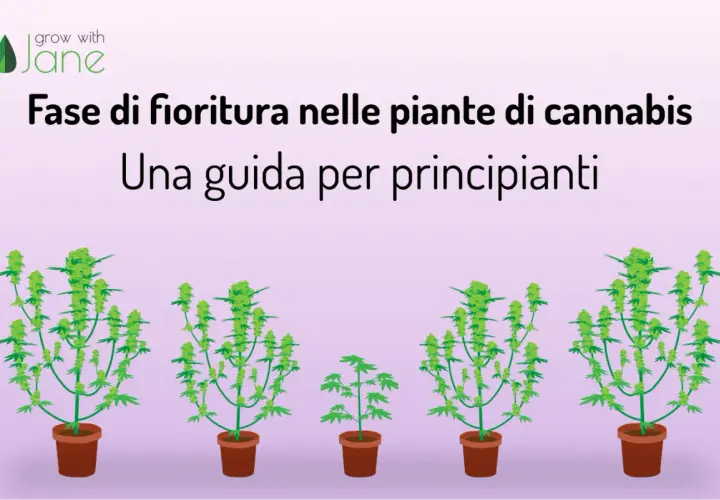 Guida alla fioritura cannabis: piante in vaso con cime verdi e rigogliose.