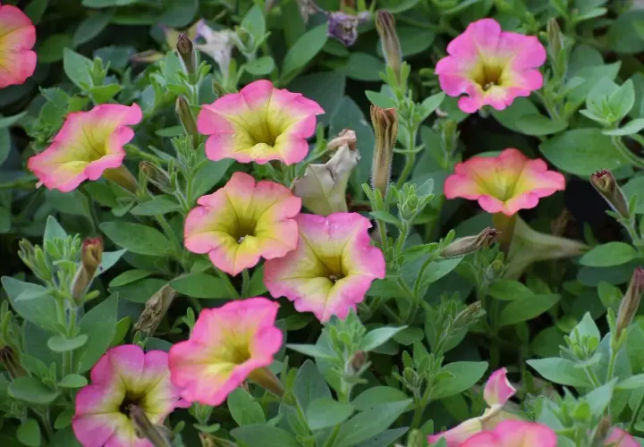 Fiori di ipomea in vaso, con petali rosa sfumati di giallo, circondati da foglie verdi e boccioli chiusi.