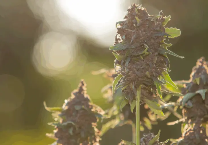 Fiori di cannabis maturi, pronti per il raccolto, coltivati con cura in un grow box fai da te.