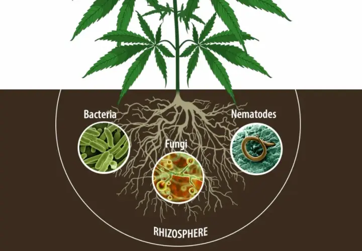 La rhizosphere della cannabis ospita batteri, funghi e nematodi, alcuni dei quali possono agire come parassiti.