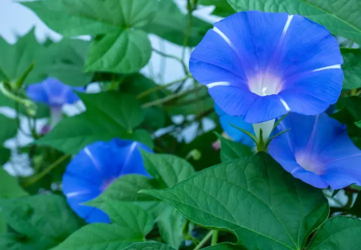 Fiori blu vibranti di ipomea rampicante perenne, con petali a forma di tromba e striature bianche, circondati da foglie verdi lussureggianti.