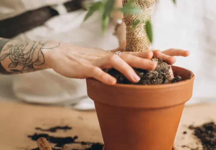 Mani tatuate che sistemano la terra in un vaso, creando un piccolo nido per le formiche.