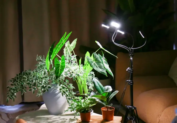 Lampada LED illumina piante indoor. La distanza tra lampada e pianta è ottimale per la crescita.