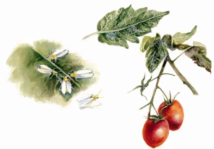 Mosca bianca su foglie di pomodoro e fiori. Un insetto raro, una vera mosca bianca, si posa su un ramo con pomodori maturi.