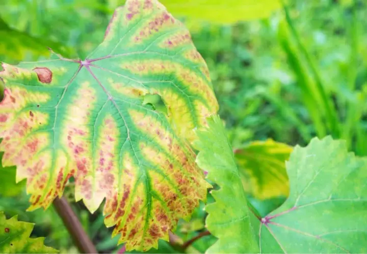 Foglia di vite con clorosi internervale e macchie rossastre, sintomi di carenza di azoto nelle piante.
