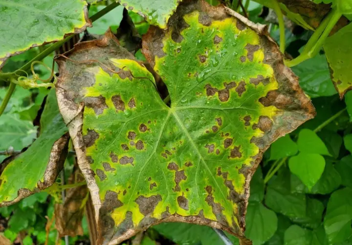Foglia verde con macchie marroni e bordi ingialliti, sintomo di carenza potassio piante.