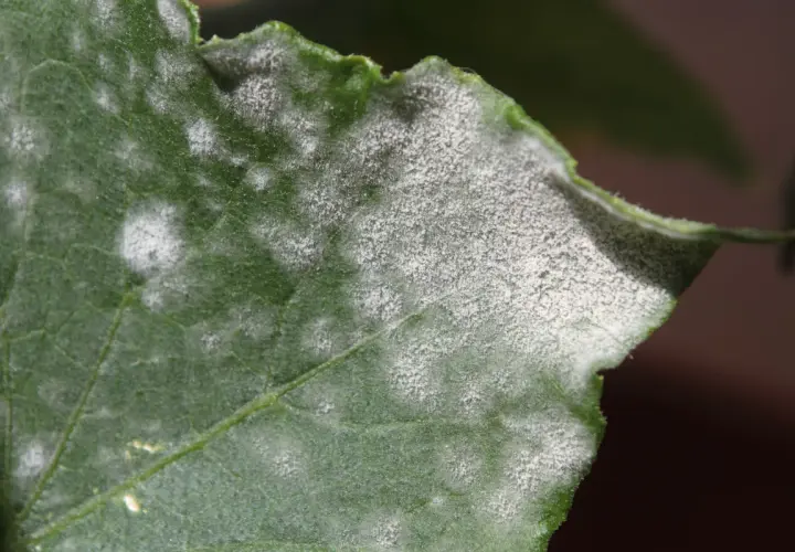 Foglia verde con macchie bianche polverose, possibili sintomi di carenza di zolfo.