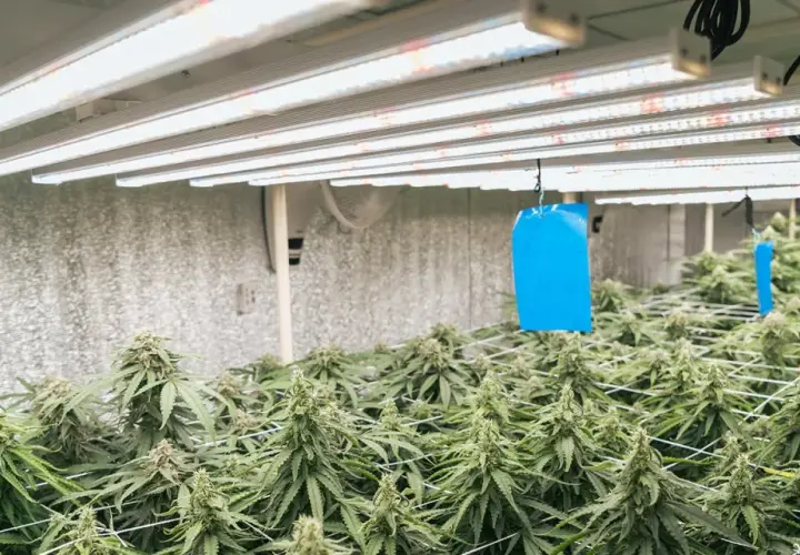 Piante autofiorenti dopo 20 giorni di crescita, rigogliose sotto luci LED in una grow room.