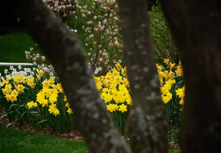 Fiori di marzo gialli e bianchi sbocciano tra i tronchi degli alberi, annunciando la primavera.