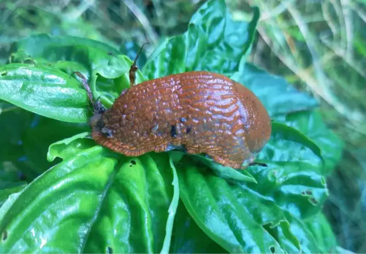 Lumaca marrone su foglie verdi. Un rimedio naturale per allontanare le lumache è il bicarbonato.