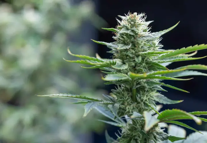Primo piano di una pianta marijuana in fiore, con tricomi scintillanti e foglie verdi.