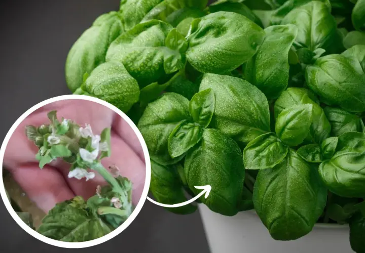 Primo piano di foglie di basilico verde brillante con gocce d'acqua. Un cerchio mostra un ramo con piccoli fiori bianchi, segno della basilico fioritura.