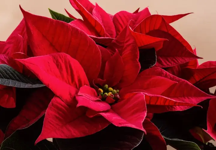 Primo piano di una talea stella di natale in acqua, con petali rossi vibranti e foglie scure.