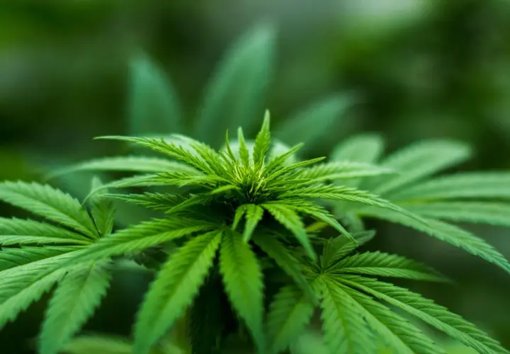 Pianta di cannabis in crescita, ideale per una lampada da 600 watt. Quante piante si possono coltivare?