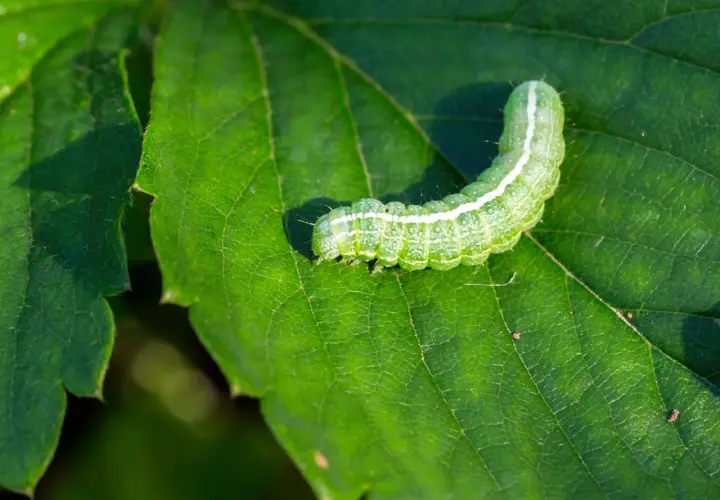Un verde bruco mangia foglie su una foglia rigogliosa, con la luce del sole che ne illumina il corpo segmentato.