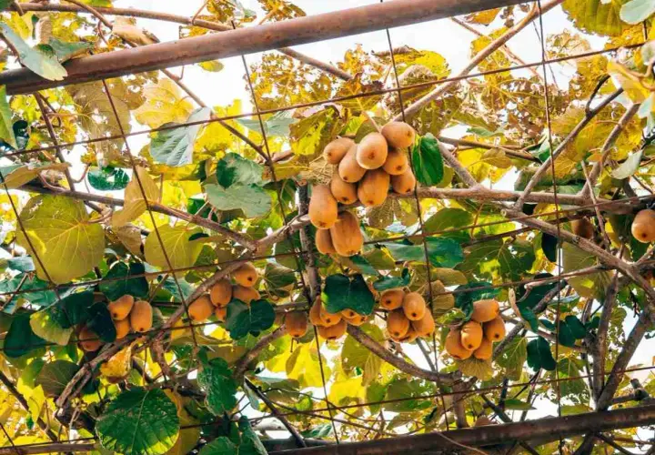 Grappoli di kiwi maturi pendono da una **struttura per kiwi** con foglie verdi e gialle.