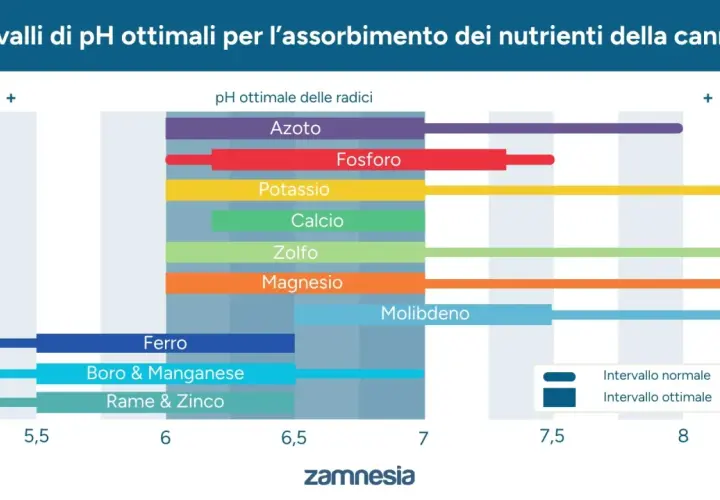 Grafico mostra gli intervalli di pH ottimali per l'assorbimento dei nutrienti della cannabis, essenziali per una crescita sana.