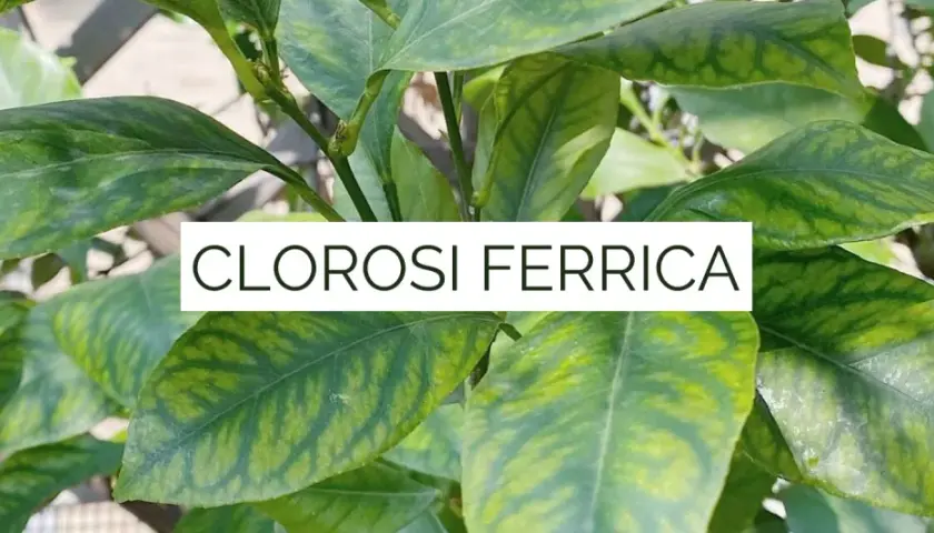 Foglie di piante con clorosi ferrica, un segno di carenza di ferro che ingiallisce le nervature.