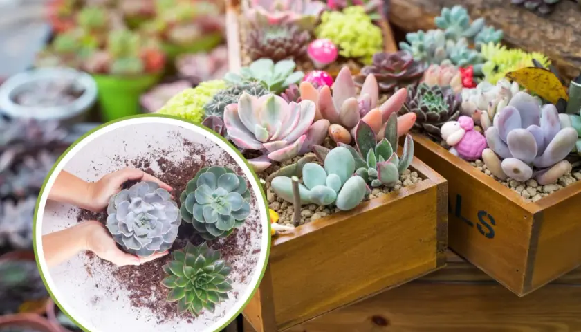 Mani che piantano succulente, tra cui una splendida erba grassa, in vasi di legno pieni di piante colorate e decorative.