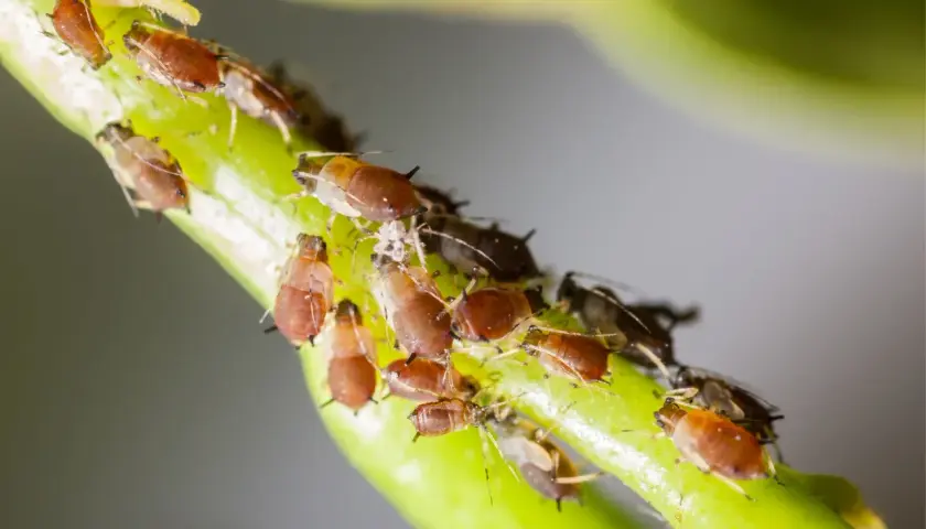 Un gruppo di afidi marroni e alcuni acari neri visibili si nutrono su un gambo verde.