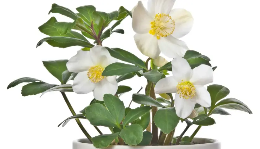 Un elleboro in vaso, con fiori bianchi e stami gialli, pronto per abbellire un terrazzo.
