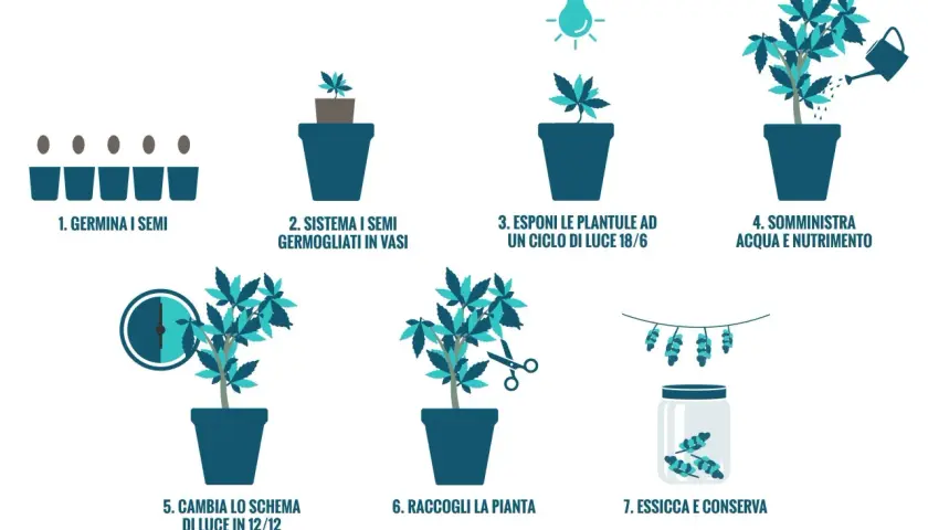 Guida alla coltivazione: germinazione, crescita con luce 18/6, nutrimento, cambio luce 12/12, raccolta, essiccazione e conservazione. Un sinotimer manual italiano per ogni fase.