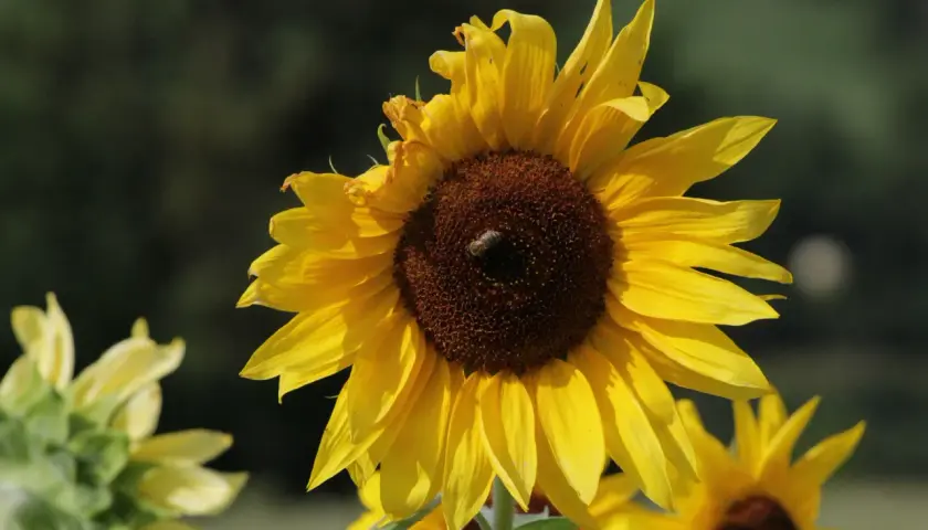 Un'ape lavora su un girasole giallo brillante, un momento perfetto quando si raccolgono i girasoli.