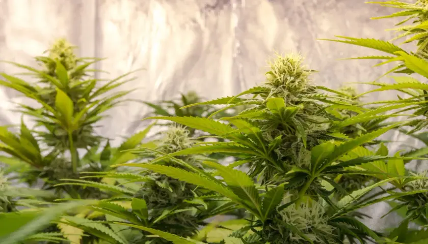 Piante di cannabis in fase di fioritura, con cime dense e tricomi visibili, in un allestimento grow box con pareti riflettenti.