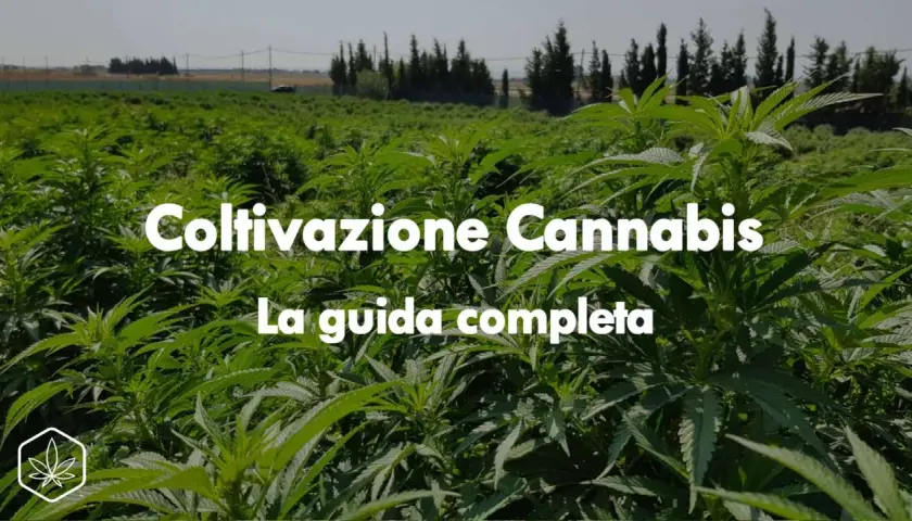 Campo rigoglioso di piante di cannabis, ideale per la coltivazione autofiorenti outdoor. Guida completa alla coltivazione.